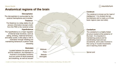 Mental Health – Fundamentals of Neurobiology – slide 5